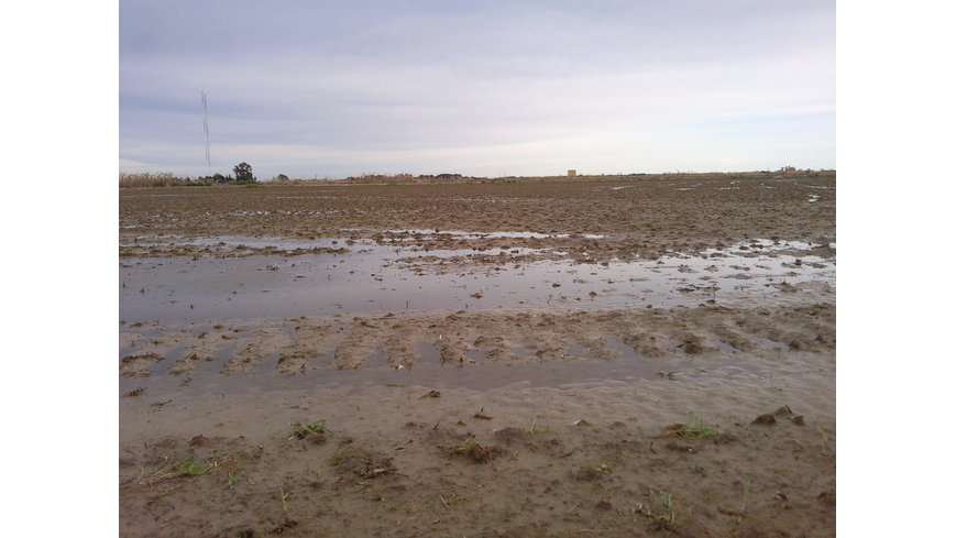 Foto 2 de Camino de Alfafar